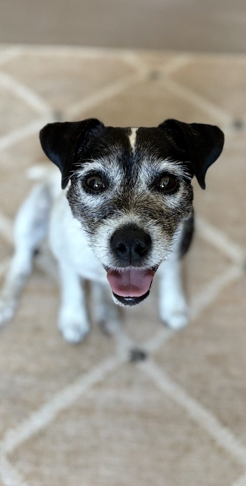 A senior jack russell terrier looking up
