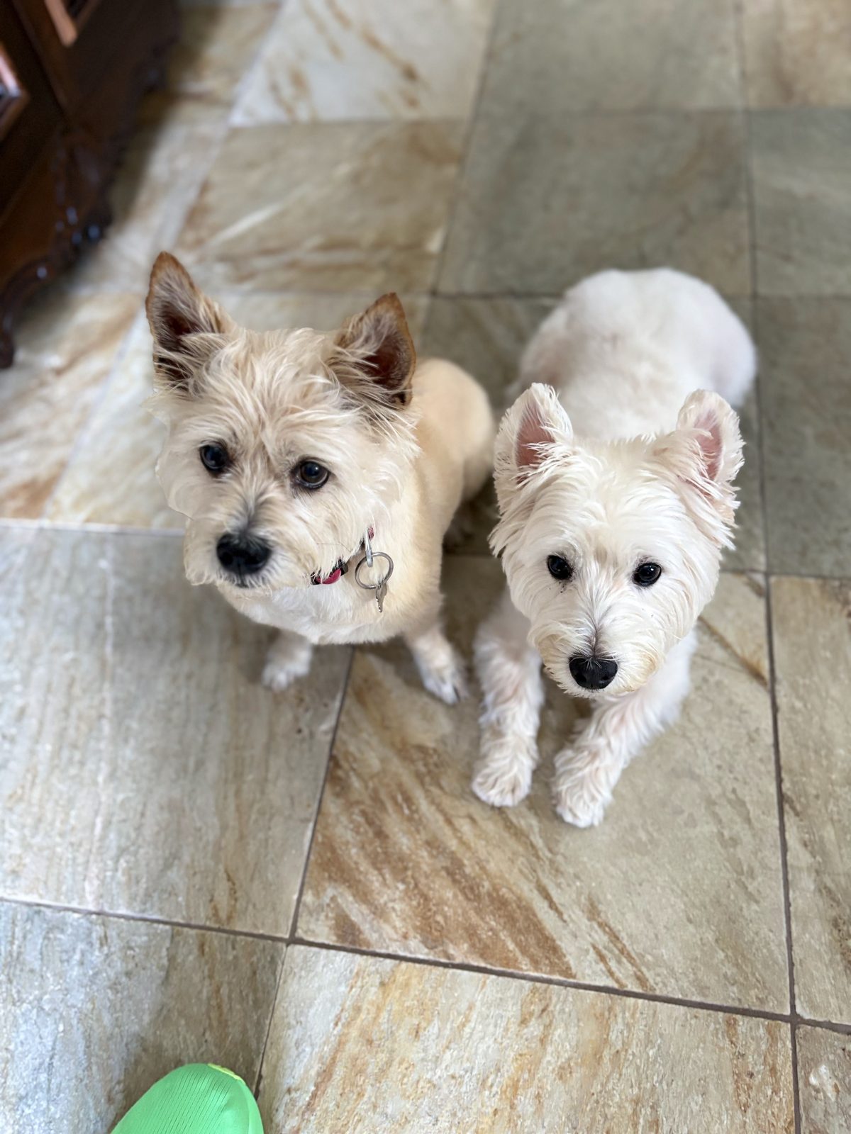 Two white terriers sitting side by side