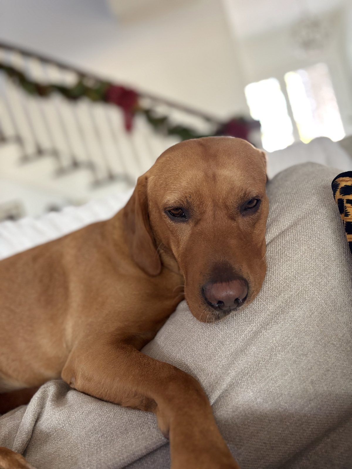 A fox red labrador curled up on the sofa