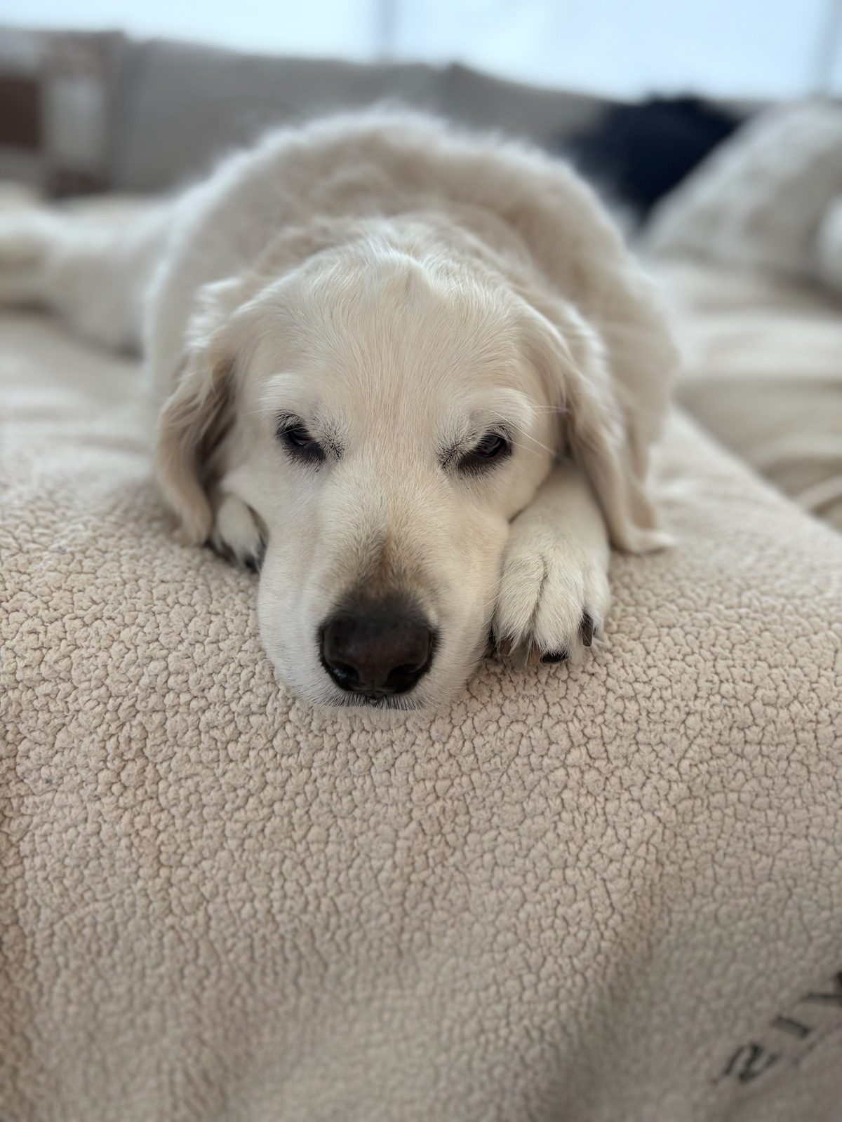 A golden retriever asleep with its chin down