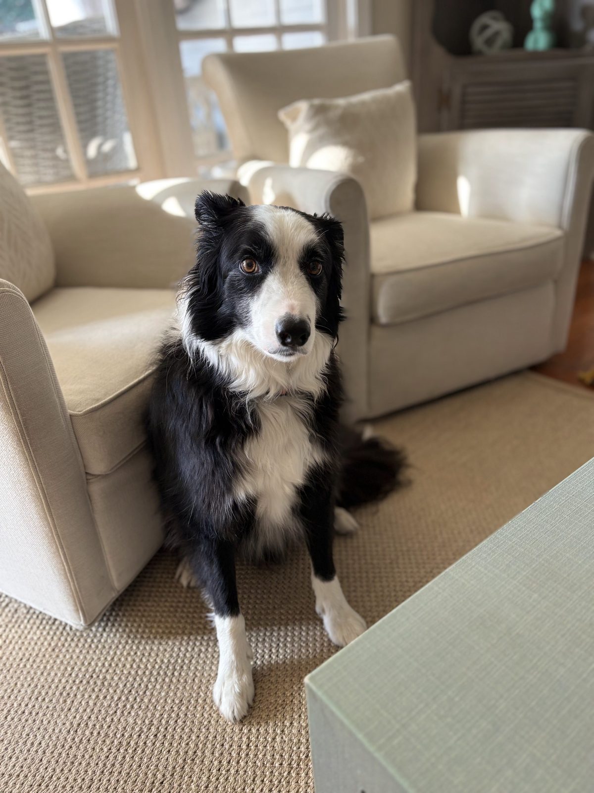A border collie sitting upright in a sunlit room