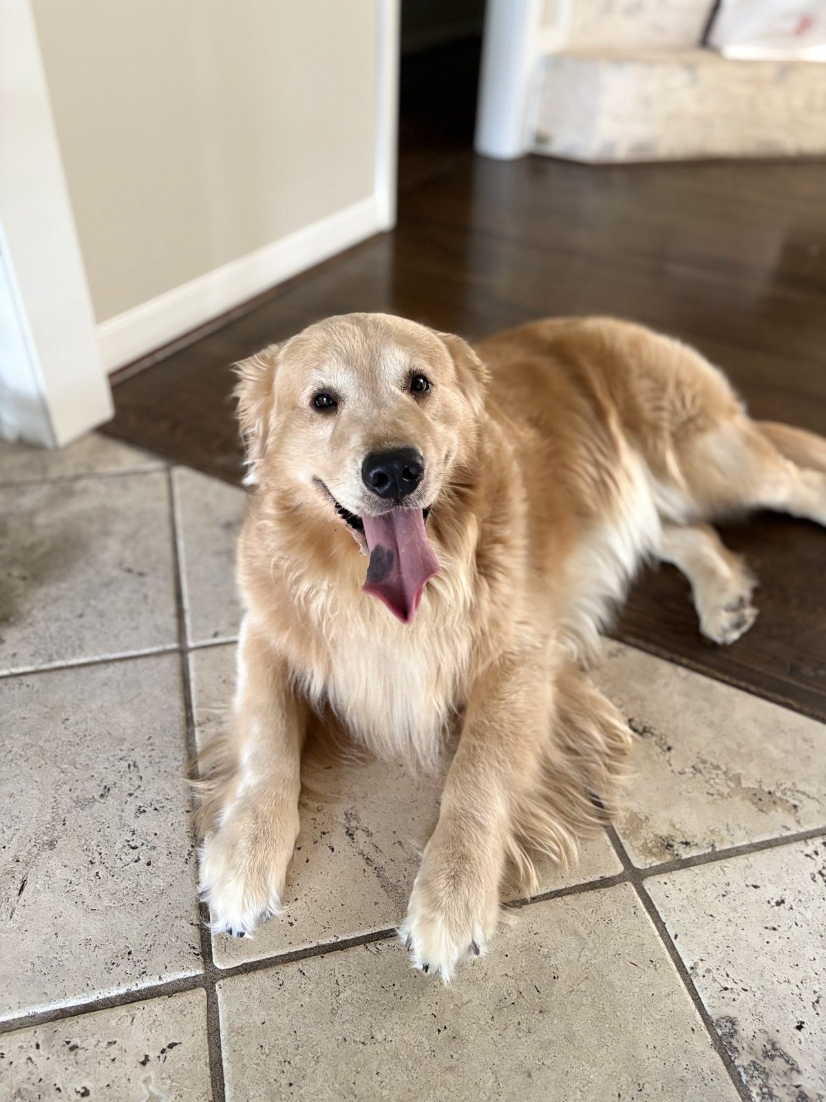 A golden retriever with its tongue out