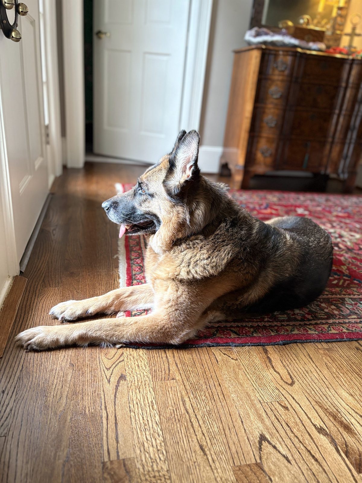 A german shepherd lying in the sun
